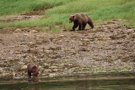 Worlds Largest Grizzly Bear Sanctuary Sees First Set Of Safe Triplet
