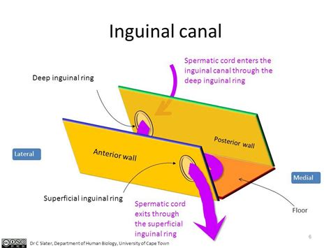 Inguinal Canal Anatomy Female Ppt Inguinal Femoral And Scrotal Regions Powerpoint
