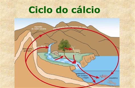 Ciclo Del Calcio Ciclos Biogeoquímicos