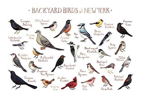 Backyard Birds Of New York Field Guide Art Print Handmade