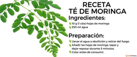 Moringa Qué Es Y Para Qué Sirve Vida Potencial