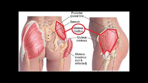 buttocks anatomy video project youtube