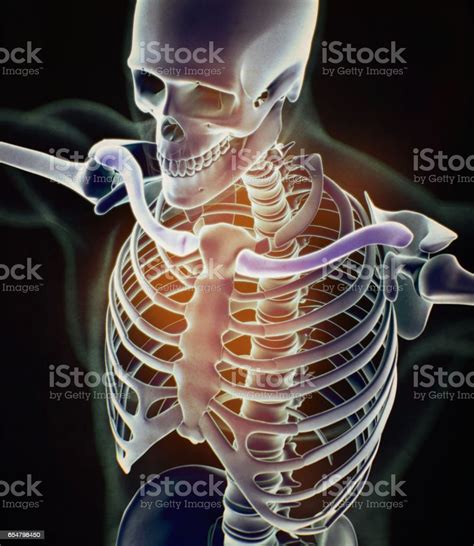 Xray Image Human Anatomy Torso Skeletal Structure Bones 3d Illustration