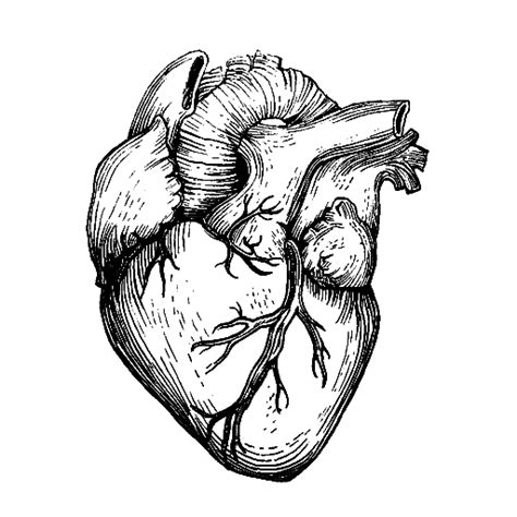 Heart Organ Drawing Free Download On Clipartmag