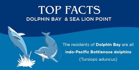 Top Facts Dolphin Bay And Sea Lion Point Atlantis The Palm