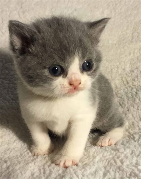 Pet kittens for sale offers over 20 varieties of exotic and popular kittens for sale. K2