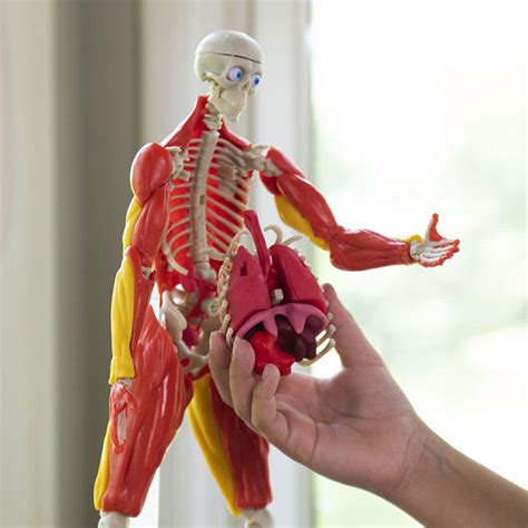 Our Amazing Human Body Science Activity Kit Best For Ages 8 To 11