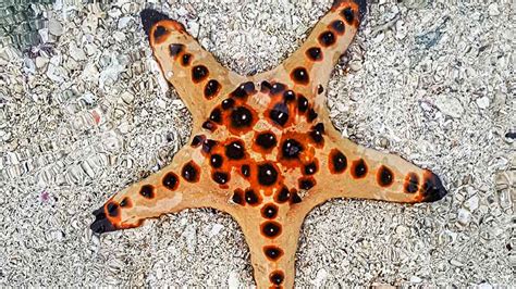 Different Types Of Starfish 5 Incredible Sea Star Species Citrus Reef