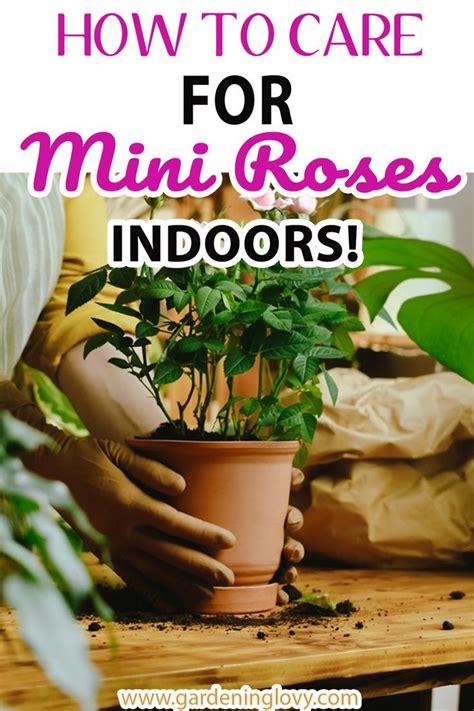 How To Care For Mini Roses Indoors Artofit