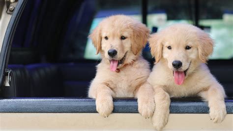 The Pros And Cons Of Adopting Two Puppies At Once