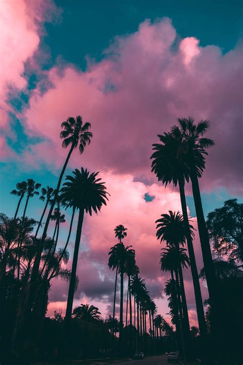 Palm Tree Sunset Iphone Wallpapers Top Những Hình Ảnh Đẹp
