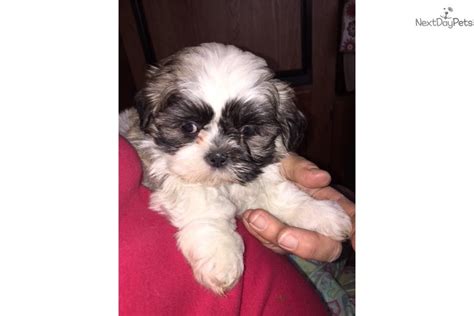 Watch cute puppies in the world. Sam: Shih Tzu puppy for sale near Tulsa, Oklahoma. | 0e9ca7f9-5331