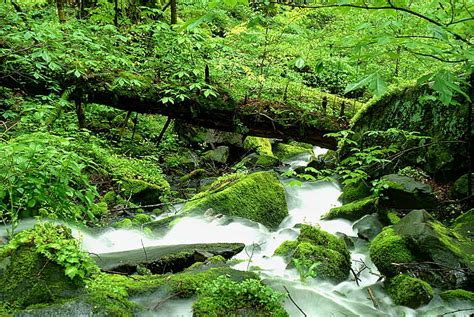 昼間、 自然、 滝、 森、 小川、 川、 木、 苔、 屋外、 風景、 緑の森、 水の色、 水、 葉、 風景、 鮮度、 Hdデスクトップの壁紙