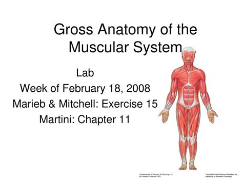Ppt Gross Anatomy Of The Muscular System Powerpoint Presentation