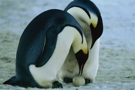 Islas Malvinas 01 Pingüino emperador el gran habitante de la Antártida