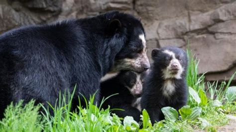 Queens Zoo Welcomes Andean Bear Cubs Benny And Brienne Amnewyork