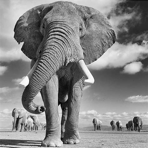 Majestic And Beautiful Elephant Great Photo Lisastatt