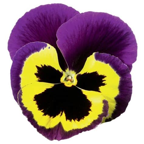 Pansy Delta Premium Yellow With Purple Wing