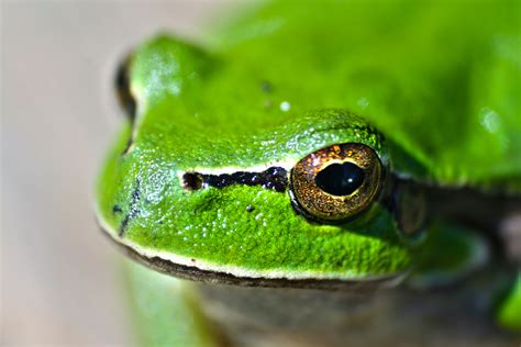 Green Frog Eyes · Free Stock Photo