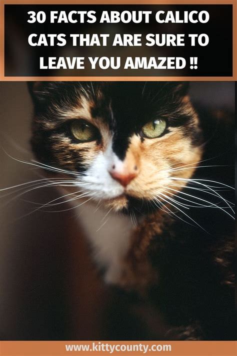 Calico Cats Are Known For Being Loving Sweet And Playful But Do You