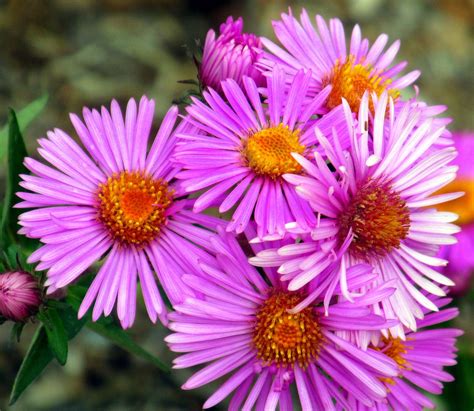 Callistephus Chinensis Aster Single China Mix Seed Only Etsy