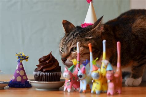 Cat Birthday Party At The Risk Of Looking Crazy Birthday Cake