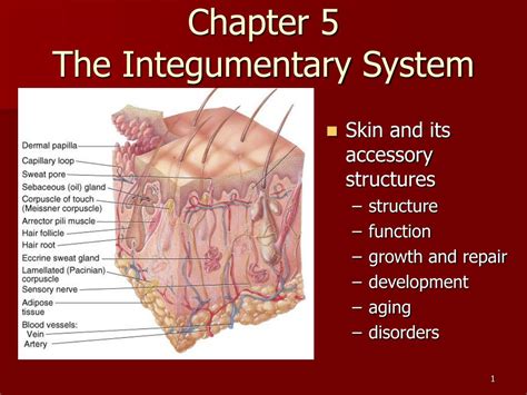 Integumentary System Main Organs