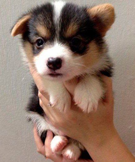 The current median price for all corgis sold is $1,072.50. What a cutie! | Corgi puppies for sale, Puppies, Welsh ...