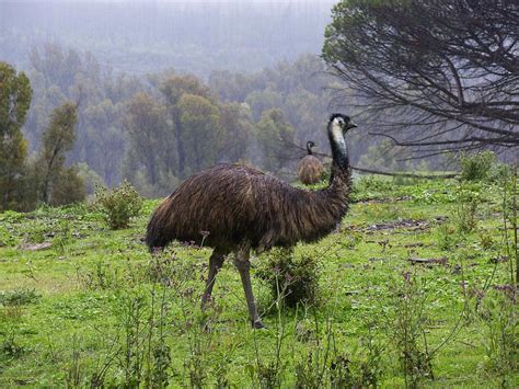 Large Flightless Birds Ostrich Emu Bird Cassowary Bird