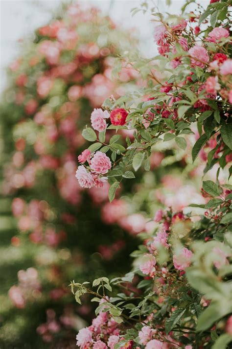 Flowers Rose Bush Bloom Plant Hd Phone Wallpaper Peakpx
