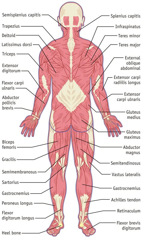 The muscles of the muscular system attach to these bones, pulling on them to allow for movement of the body. Muscular System, Back - Hilmers Studios