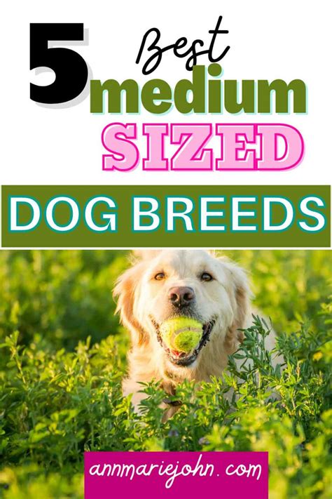 The Best Medium Sized Dog Breeds Annmarie John