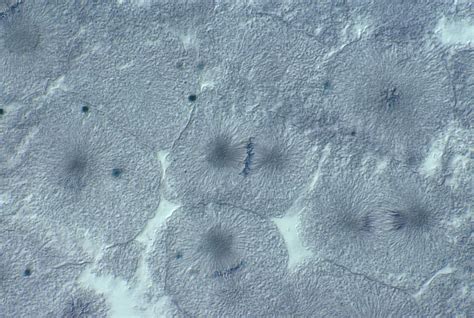 Maybe you would like to learn more about one of these? Whitefish Blastula Cells, Mitosis, Lm Photograph by Joseph ...