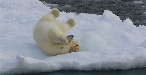 Polar Bear Ursus Maritimus Greenland 66 Taken Just O Flickr
