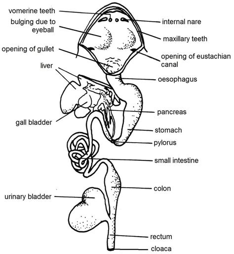 Frog Digestive System Diagram Labeled Digestive System Diagram My Xxx