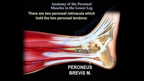 Anatomy Of The Peroneal Muscles In The Lower Leg Everything You Need