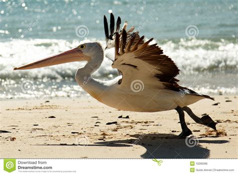 Pelican Take Off Stock Photo Image Of Outdoor Ocean 10290396