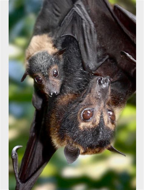 Mother And Baby Spectacled Flying Fox Bats Animals Cute Bat Fox Bat