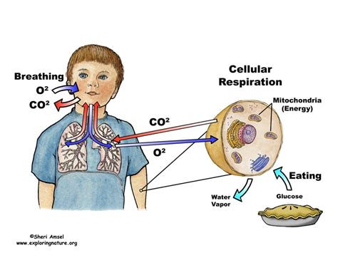 Aerobic respiration is the type of respiration that takes place in the presence of oxygen. Cellular Respiration