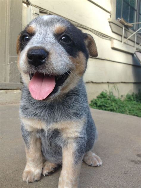 24 Smiling Puppies That Will Make You Smile