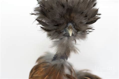 Naked Neck Silkie Chicken Series Photograph By Jeannette Hunt Fine