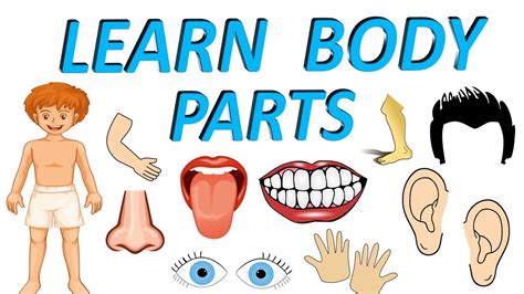 Body Parts For Kids Parts Of The Human Body Human Body Parts For