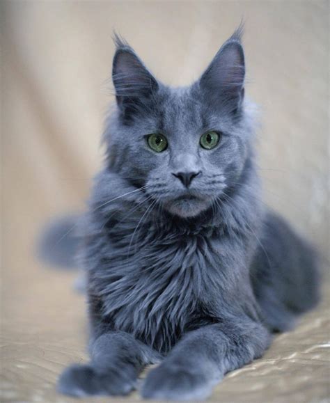 Silver Maine Coon Kittens