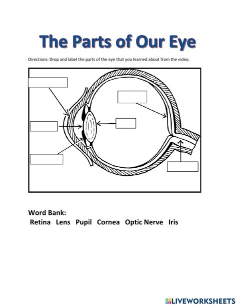 Human Eye Worksheets For Kids Printable Worksheets