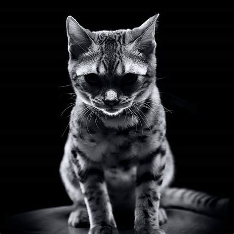 Frustrated Cat Stock Photos Pictures And Royalty Free Images Istock