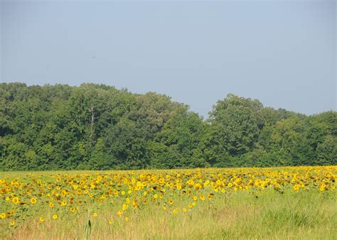 Successful dove fields require early planning | Mississippi State University Extension Service