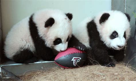 Baby Panda Twins At Zoo Atlanta Celebrate Super Bowl