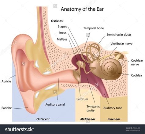 Stock Vector Human Ear Anatomy 79592488 Natural Hearing Au