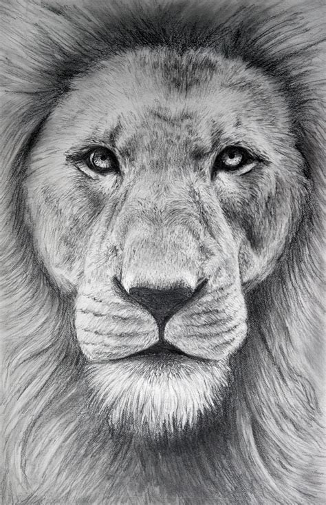 #lion_drawing #howtodrawlion you can request anything in the comments section, but please be patient while i get to your. Pencil Lion by Laughing-Sky on DeviantArt