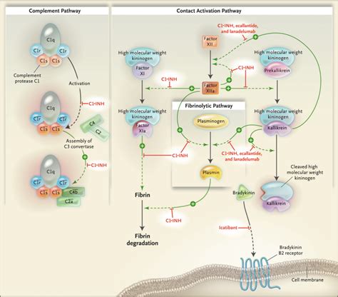 Therefore, new c1 inhibitor molecules are needed. Lanadelumab for the Prophylactic Treatment of Hereditary Angioedema with C1 Inhibitor Deficiency ...